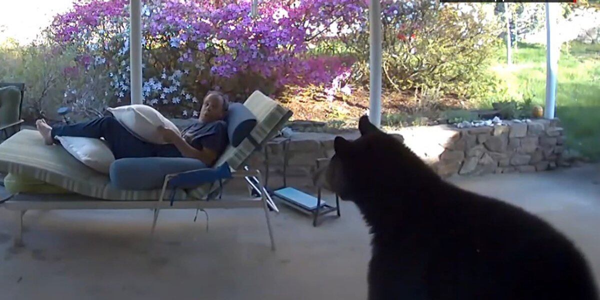 Featured image for Man and Bear Startled by Face-to-Face Encounter in Backyard