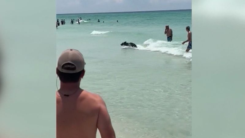 Black bear surprises Florida beachgoers with ocean swim
