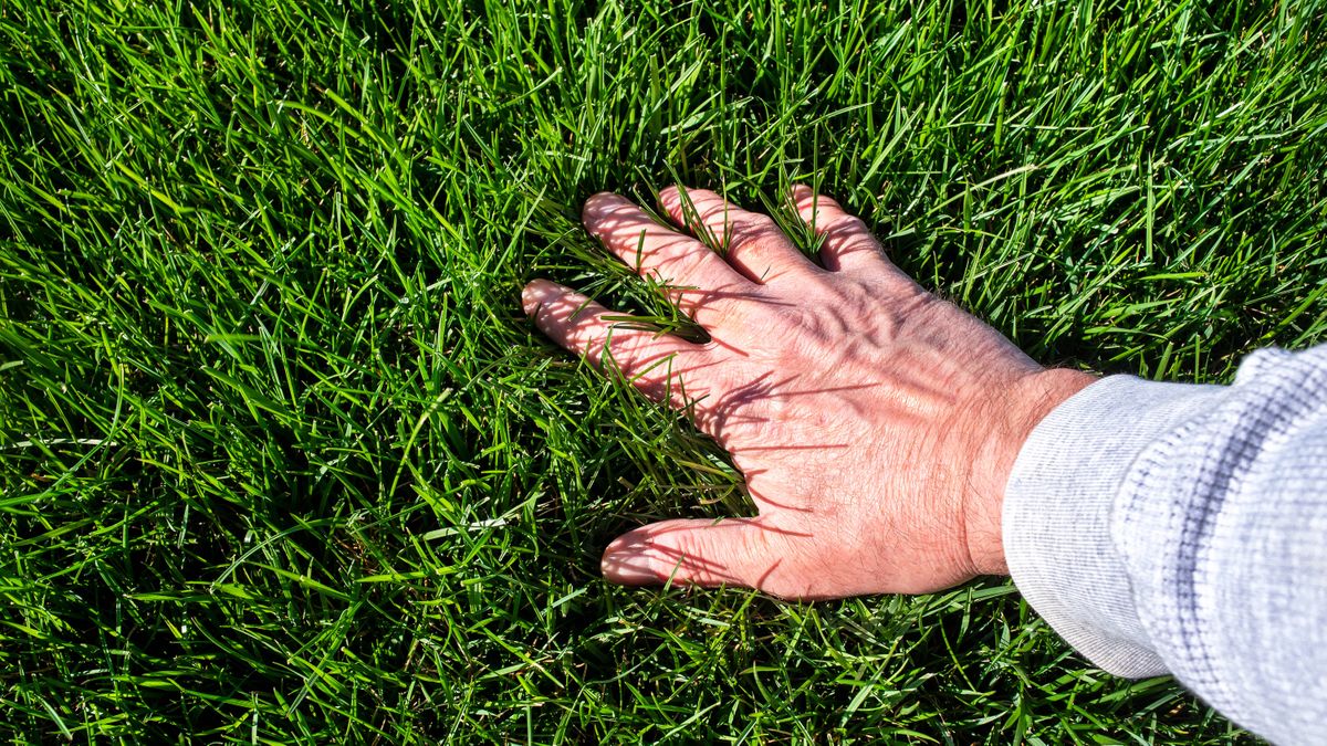 Featured image for 7 steps to a thicker lawn.