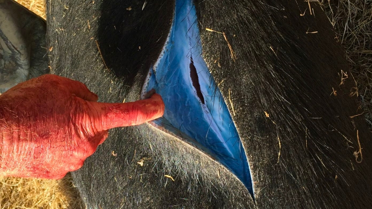 Featured image for Neon Blue Wild Pigs in California Prompt Warnings