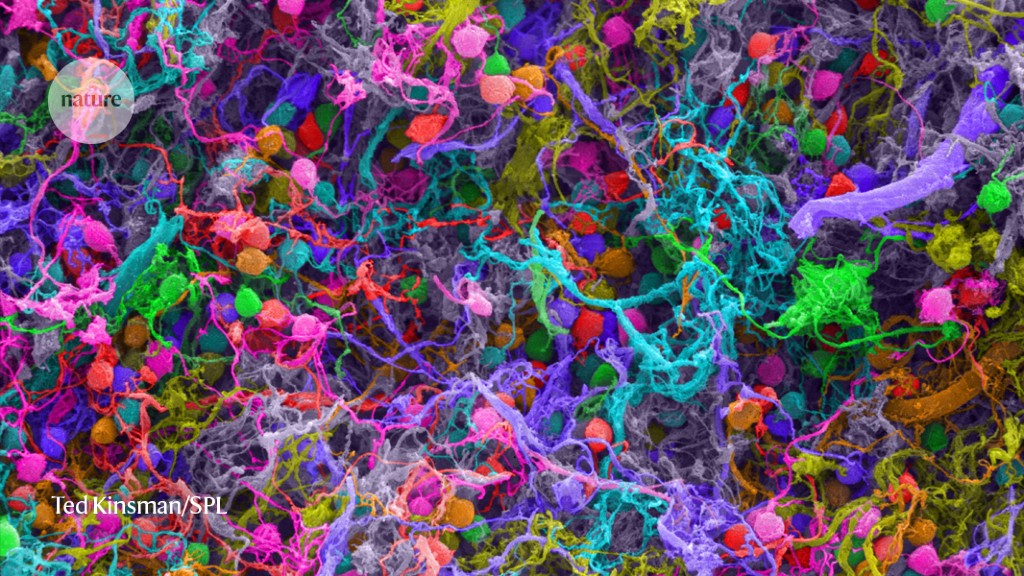 Featured image for Controversial Consciousness Theory Sparks Scientific Backlash