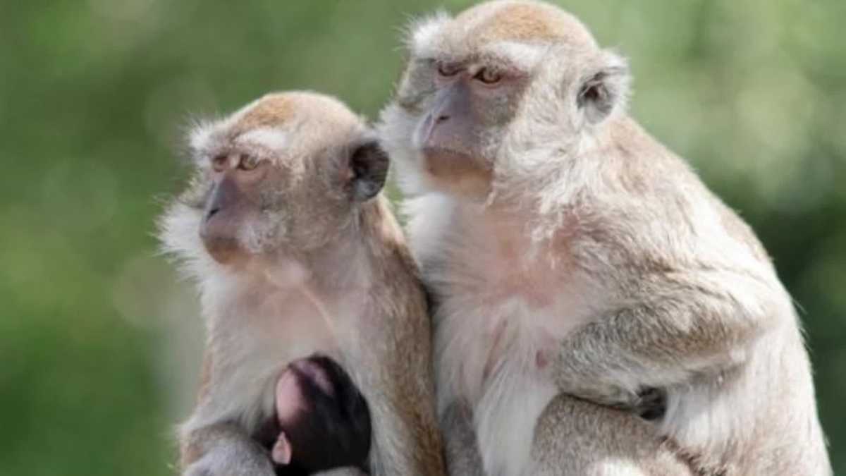Featured image for South Carolina Lab Monkeys Still on the Loose After Escape