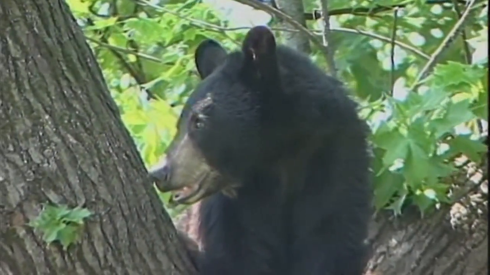 Featured image for "Family Hospitalized After Eating Parasitic Bear Meat"