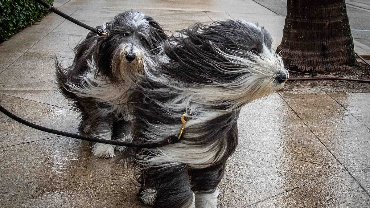 Featured image for Florida's Sunshine State loses its glow as powerful storm brings heavy rain and flooding