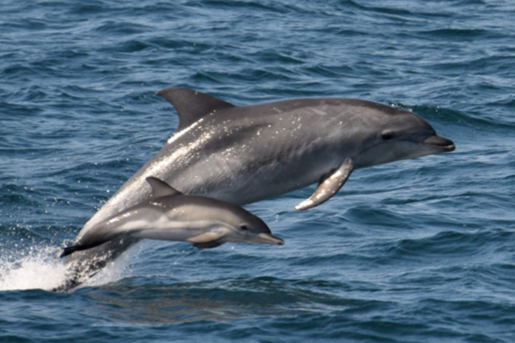 Featured image for Dolphin Offspring at Risk: Scientists Warn of Poisoned Milk