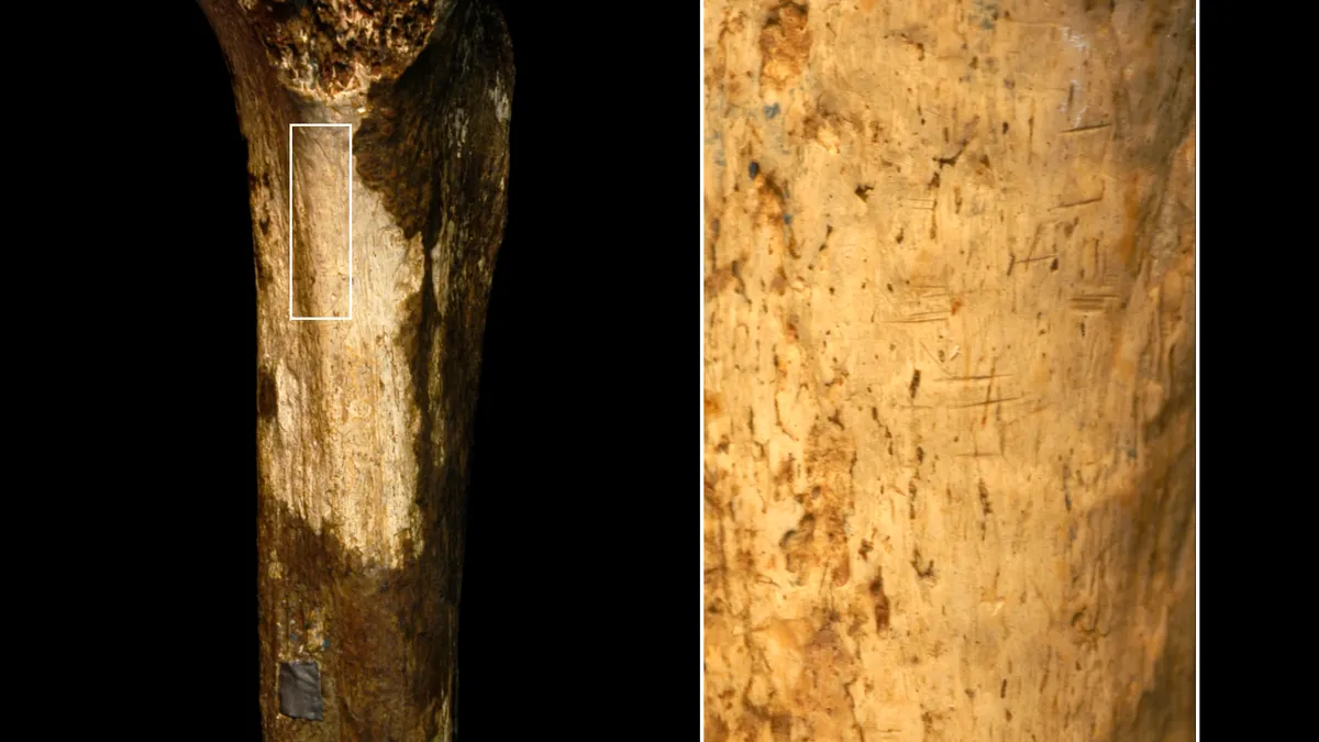 Ancient Cannibalism: Hominin Ancestors Engaged in Gruesome Feasts