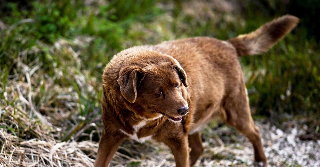 "Guinness World Records Investigates Title Loss of 'World's Oldest Dog'"