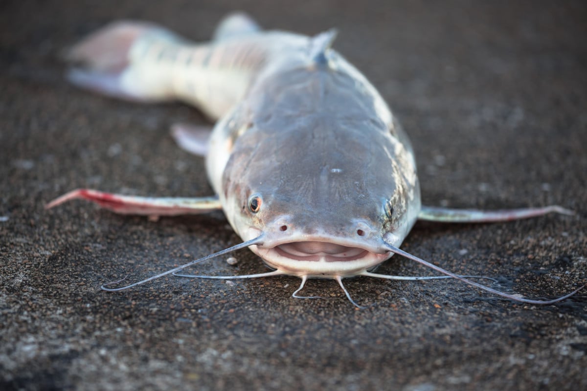 Featured image for The Disturbing Truth Behind 'Zombie Catfish' in U.S. Waterways