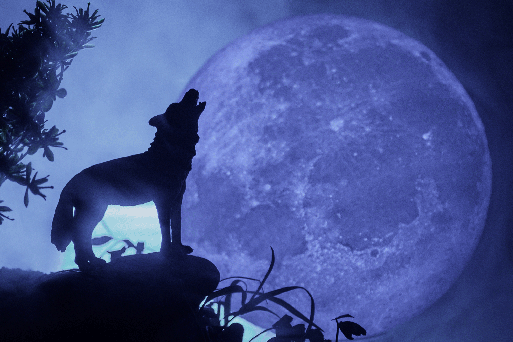 Featured image for "2024's Full Wolf Moon in Leo: Illuminating Your Path Forward"