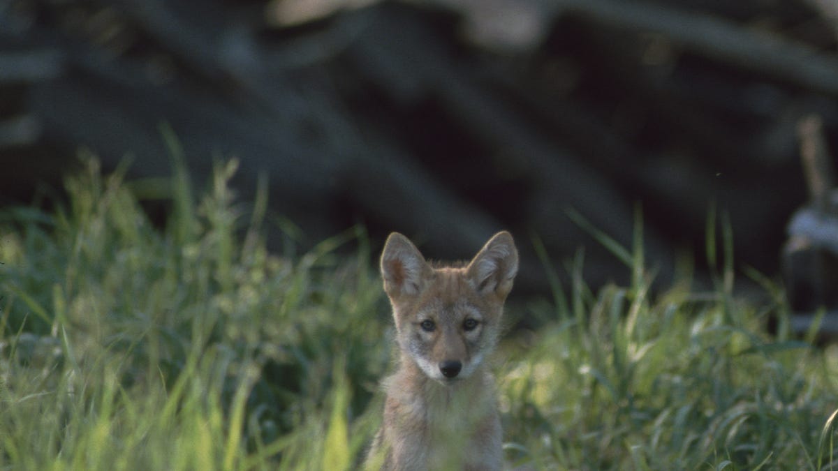 Fatal Hunting Incident Claims Man's Life in Iowa