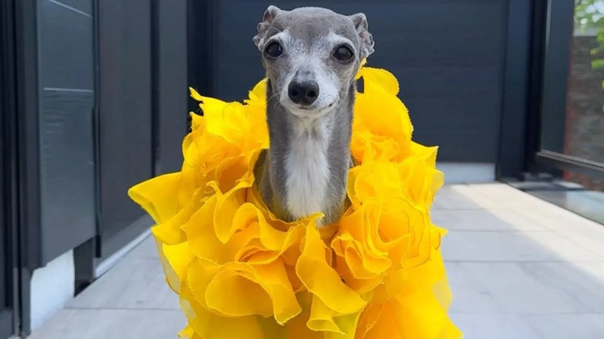 Celebrity Dog Tika the Iggy Passes Away at 14