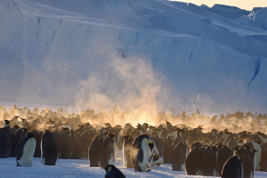 Featured image for "Antarctic Ice Shelf Collapses: Unveiling the Glaciological Tipping Point"
