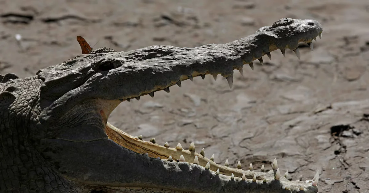 Costa Rican Crocodile Achieves Virgin Birth