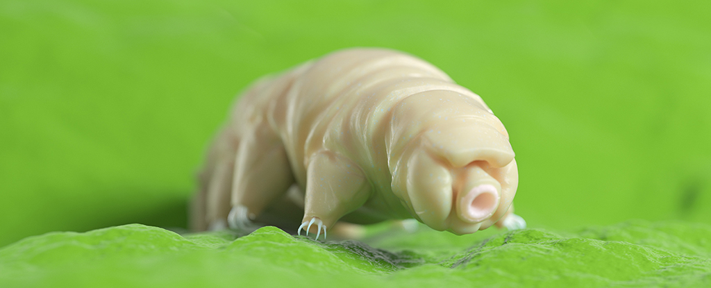 Featured image for "Introducing Tardigrade Proteins: Slowing Human Cell Metabolism"