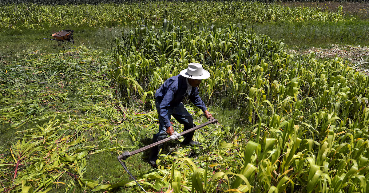 "US Requests Dispute Panel in Escalating Trade Spat with Mexico over Genetically Modified Corn"
