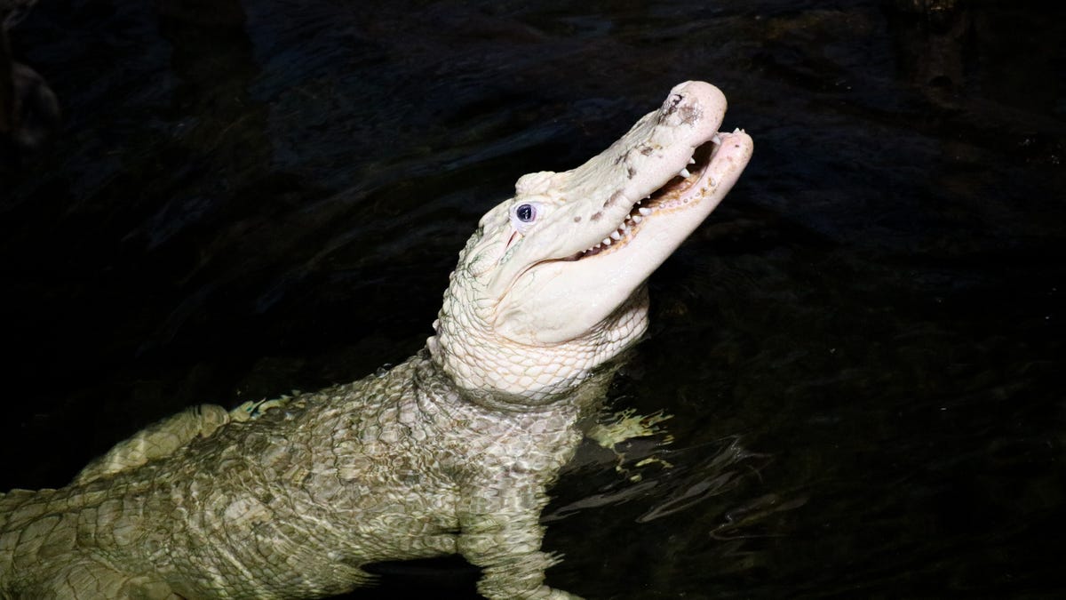 Featured image for "Omaha Zoo Removes 70 Coins from Alligator's Stomach in Surgery"