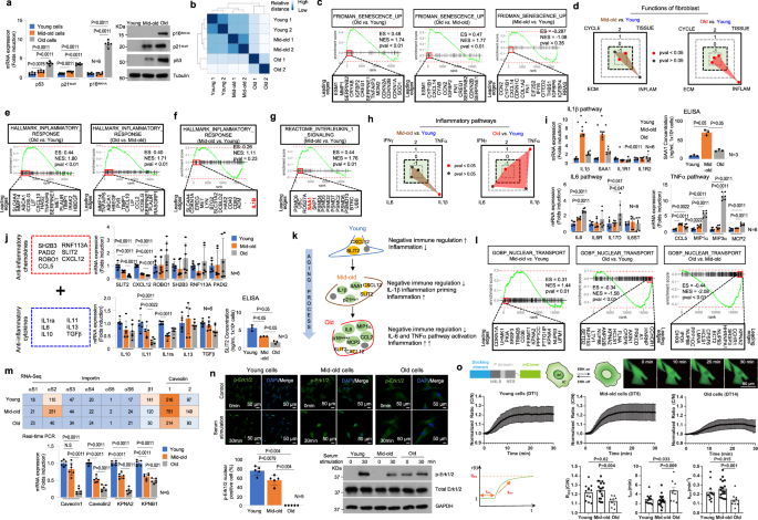 Featured image for Targeting Mid-Old Cells: Unlocking Anti-Aging Interventions for the Elderly