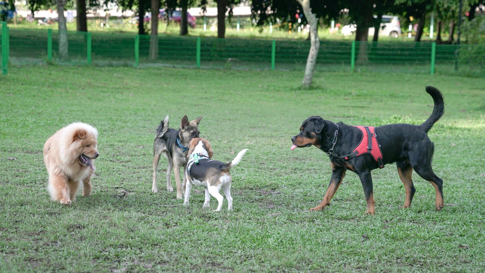 Unraveling the Mystery: The Spreading Respiratory Illness Affecting Dogs