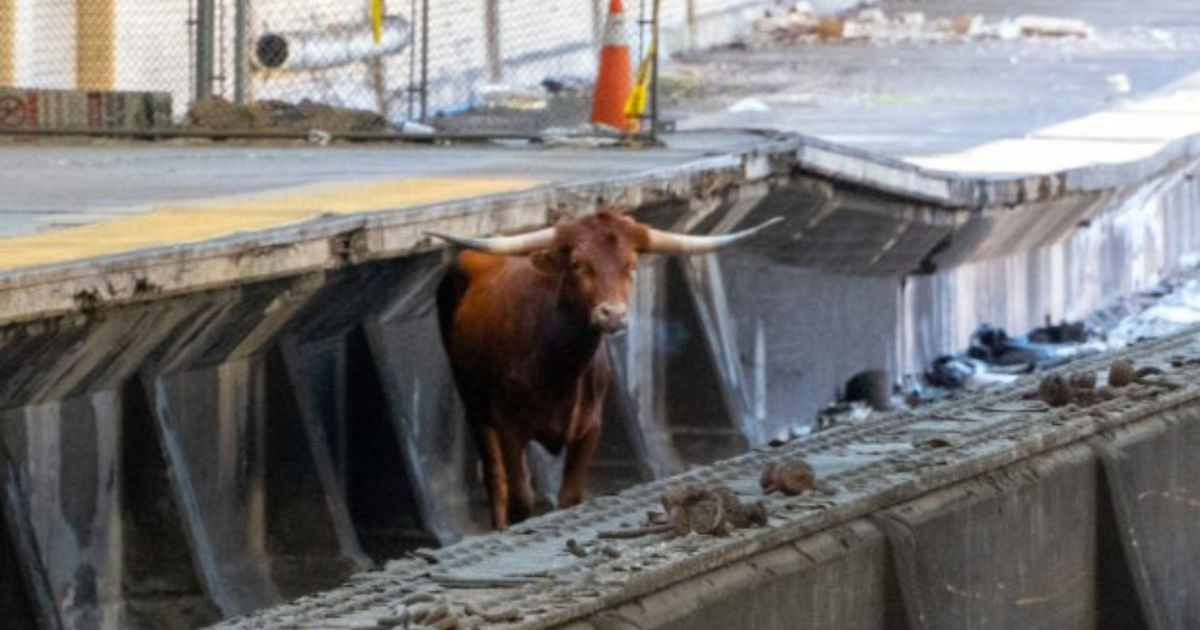 Featured image for "Bull Causes NJ Transit Delays at Newark Penn Station, Captured on Train Tracks"