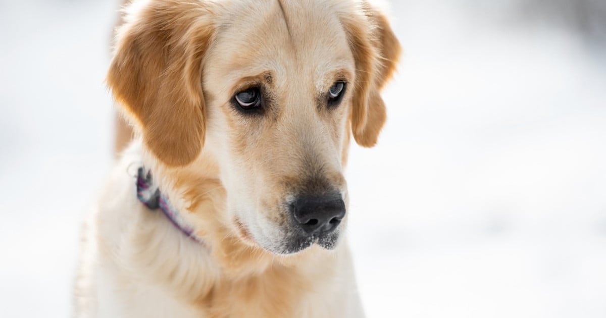 Featured image for Golden Retriever's Guilty Look Reveals All