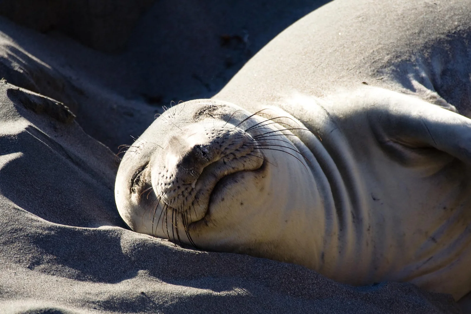 The Deep Sleep Secrets of Elephant Seals
