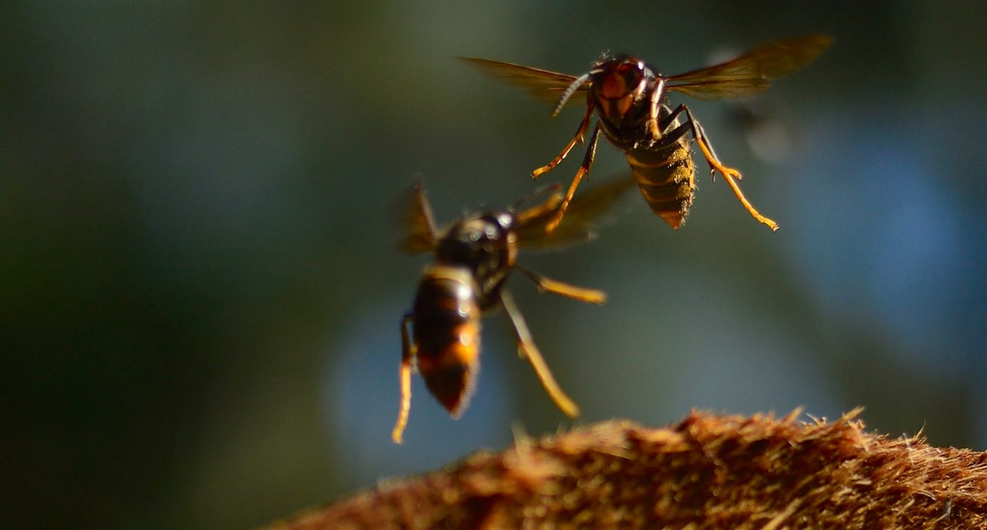 Featured image for "Bumblebees Unleash Top-Tier Combat Skills to Defeat Asian Hornets"