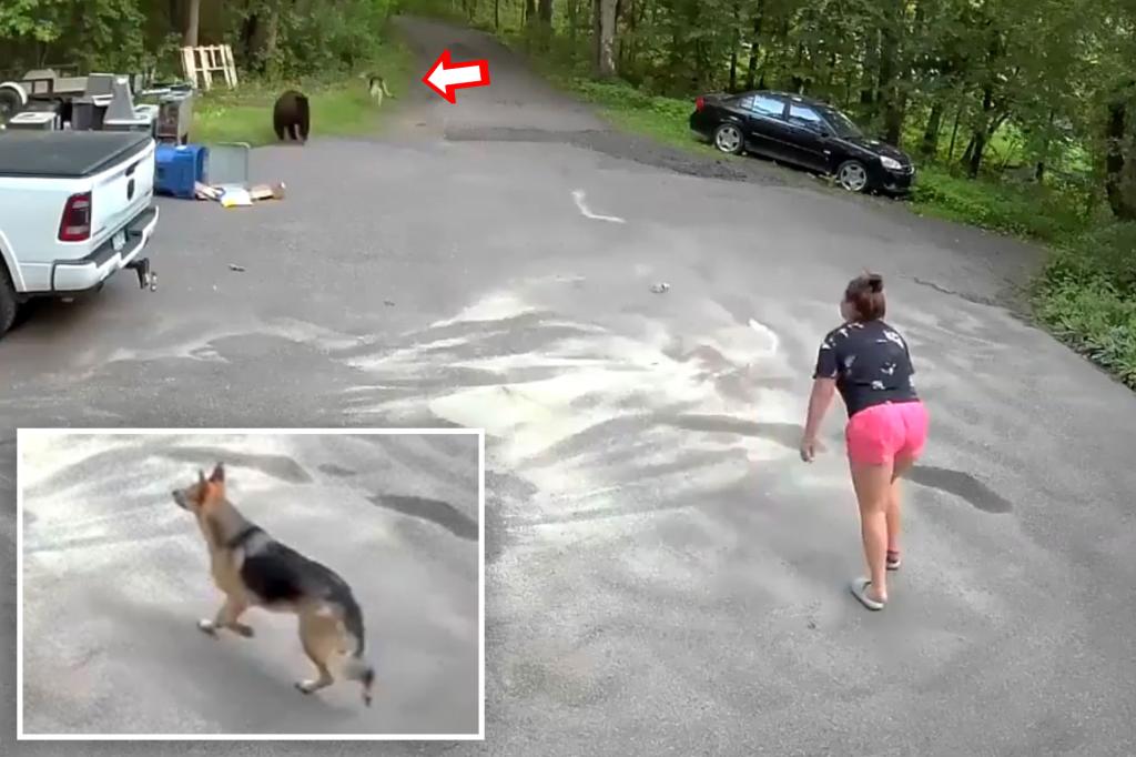 "Bear Chases Dog and Woman in Maple Grove Driveway: Captured on Video"