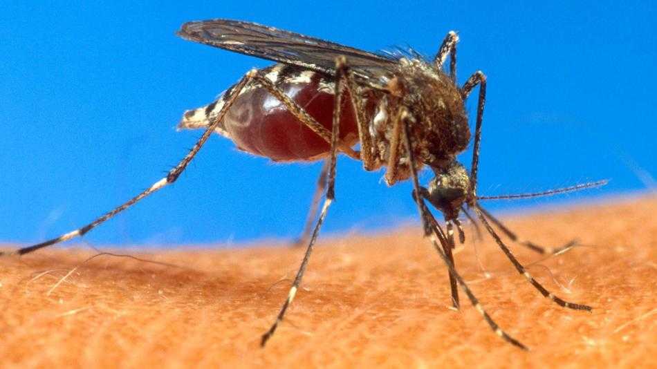 Featured image for West Nile Virus Found in Mosquitoes in Chatham and Richland Counties