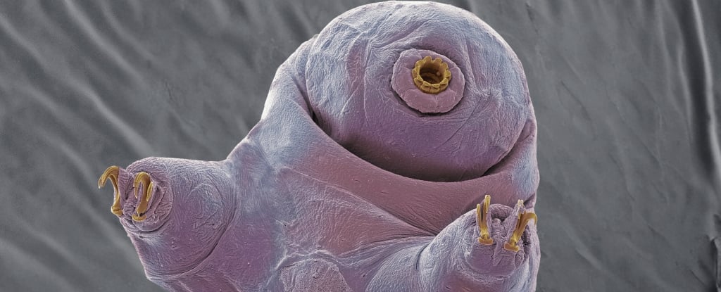 Featured image for "Uncovering the Weird and Incredible Survival Secrets of Tardigrades Against Radiation"