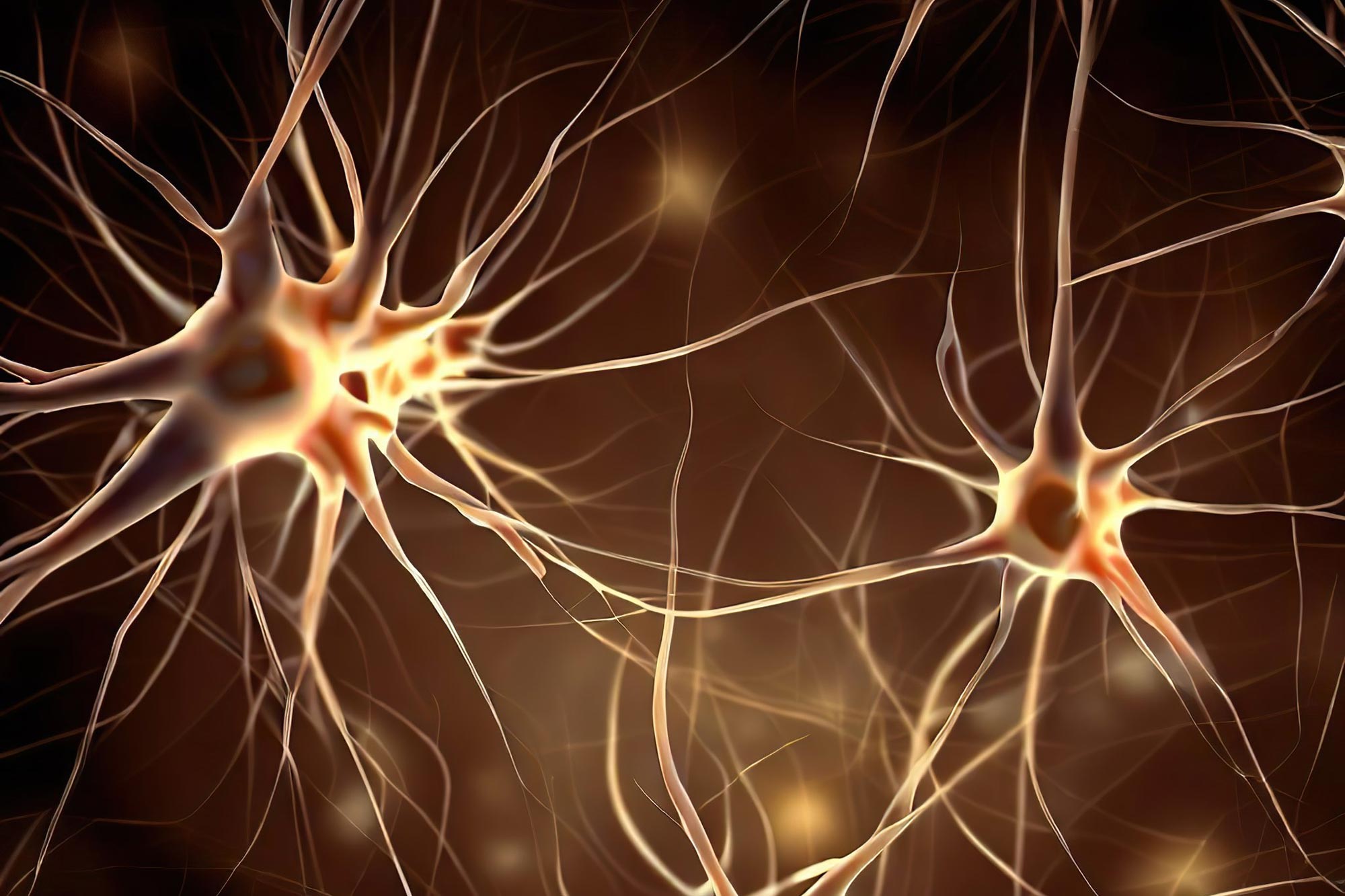 Microglia's Role in Anxiety and OCD Unveiled