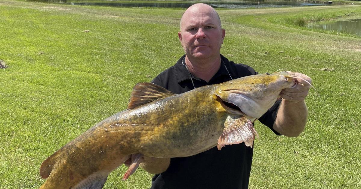 Featured image for Georgia rivers under threat as invasive catfish become apex predators