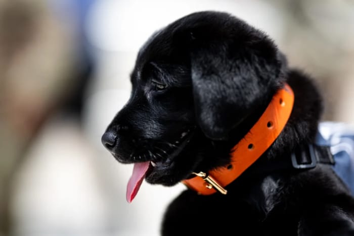 Featured image for Outbreak of Deadly Parvovirus Ravages St. Clair County's Dog Population