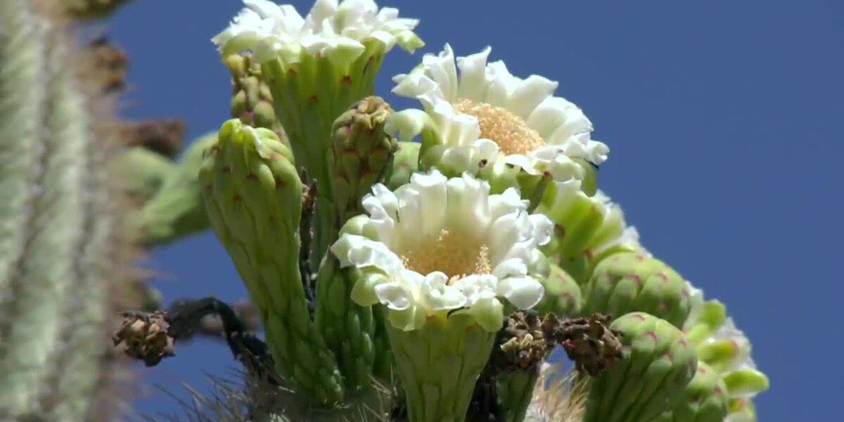Arizona's Super Bloom causing severe allergies.