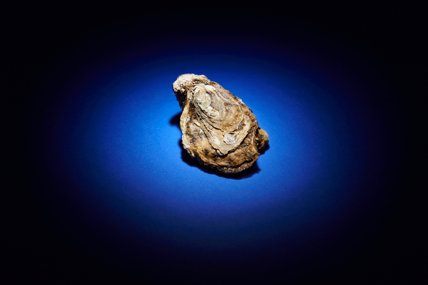 Featured image for "Unveiling the Truth About Aphrodisiac Foods for Valentine's Day"