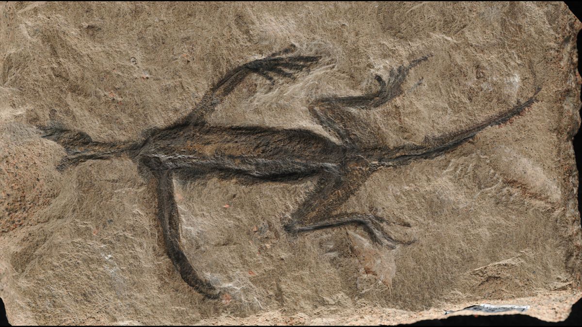 Featured image for "Debunked: Uncovering the Truth Behind a Famous 280 Million-Year-Old Fossil"