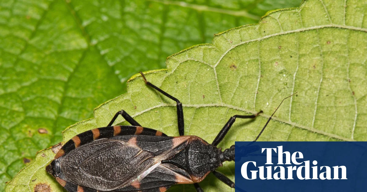 Featured image for Kissing Bug Disease Declared Endemic in the US, Experts Warn of Rising Threat