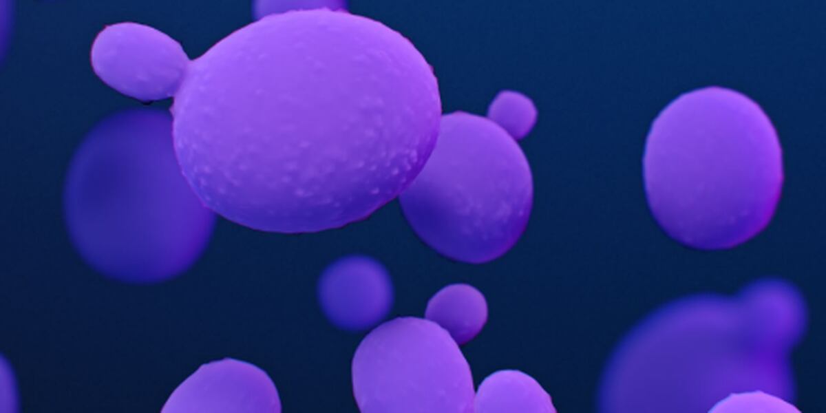 Featured image for Fungal Infections on the Rise in Michigan and New York