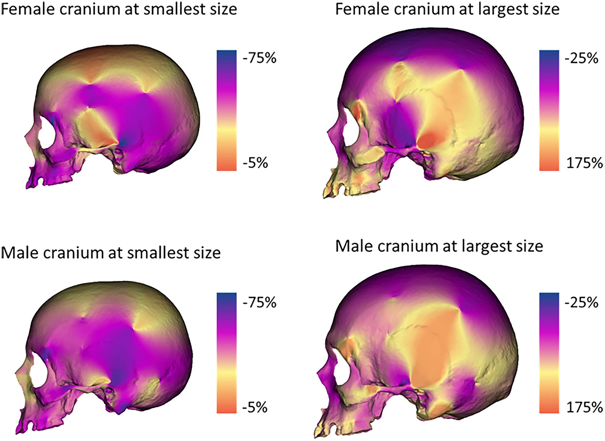 Featured image for Fossil Find Reshapes Understanding of Prehistoric Humans