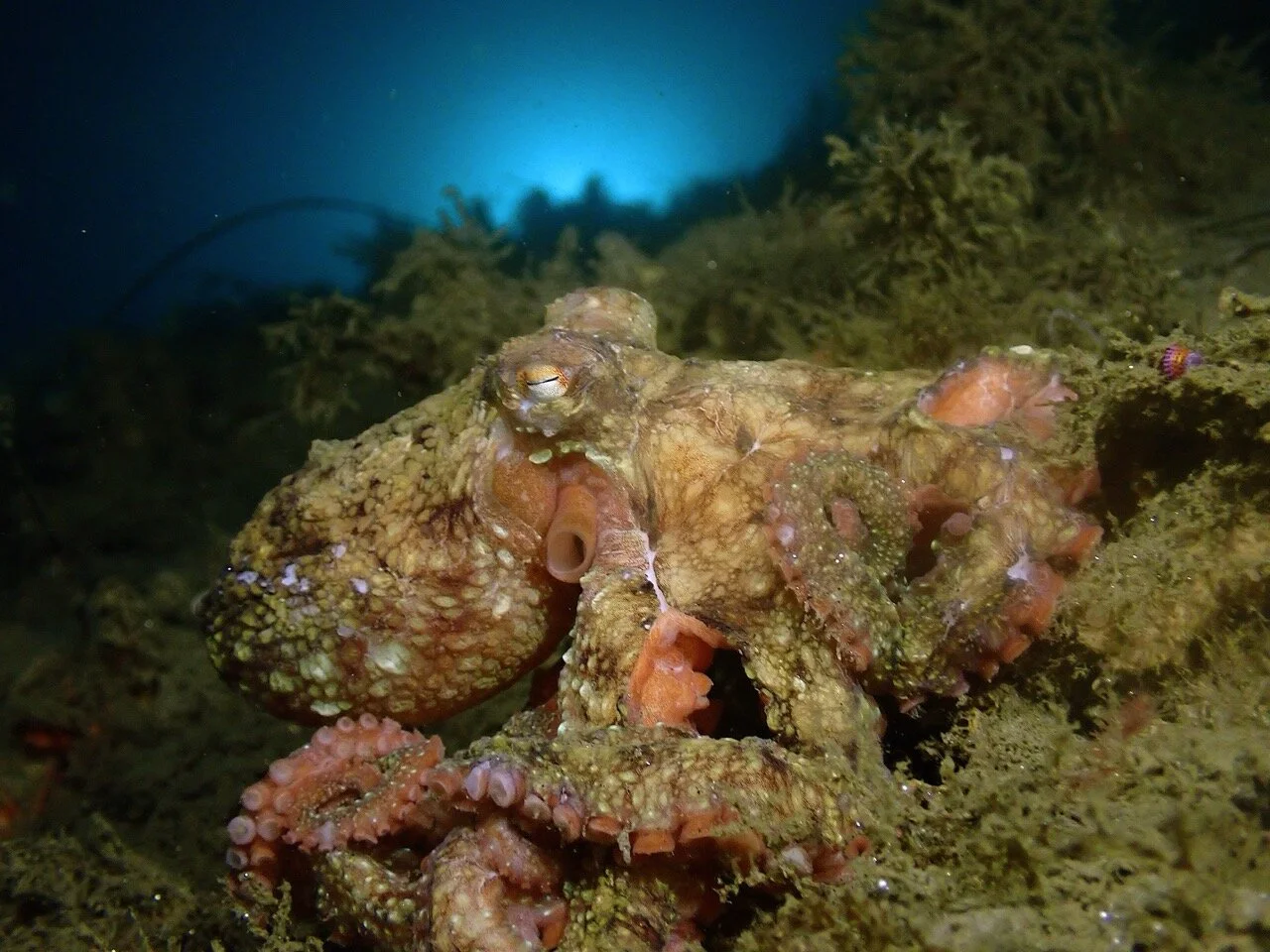 Featured image for Scientists Develop Powerful Pigment for Octopus Camouflage