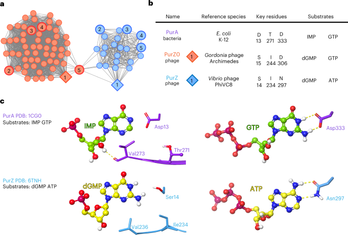 Featured image for Evolutionary Progression from Archaea to Phage in Z-Genome Biosynthesis.