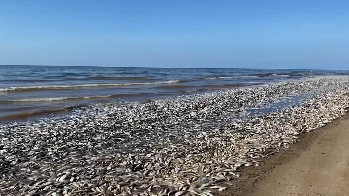 Featured image for Texas beaches overwhelmed by tens of thousands of dead fish due to low oxygen levels.