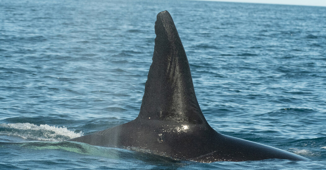 Featured image for Orcas Master New Hunting Tactics Against Whale Sharks