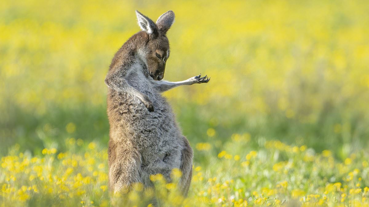 Featured image for "2023 Comedy Wildlife Awards: Kangaroo Rocks Air Guitar as Otter Pirouettes and Bird Fumes"