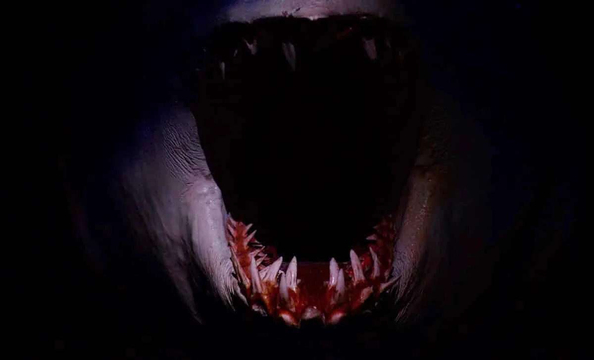 Morocco’s dagger-toothed mosasaur reveals razor-edged predators ruled Late Cretaceous seas