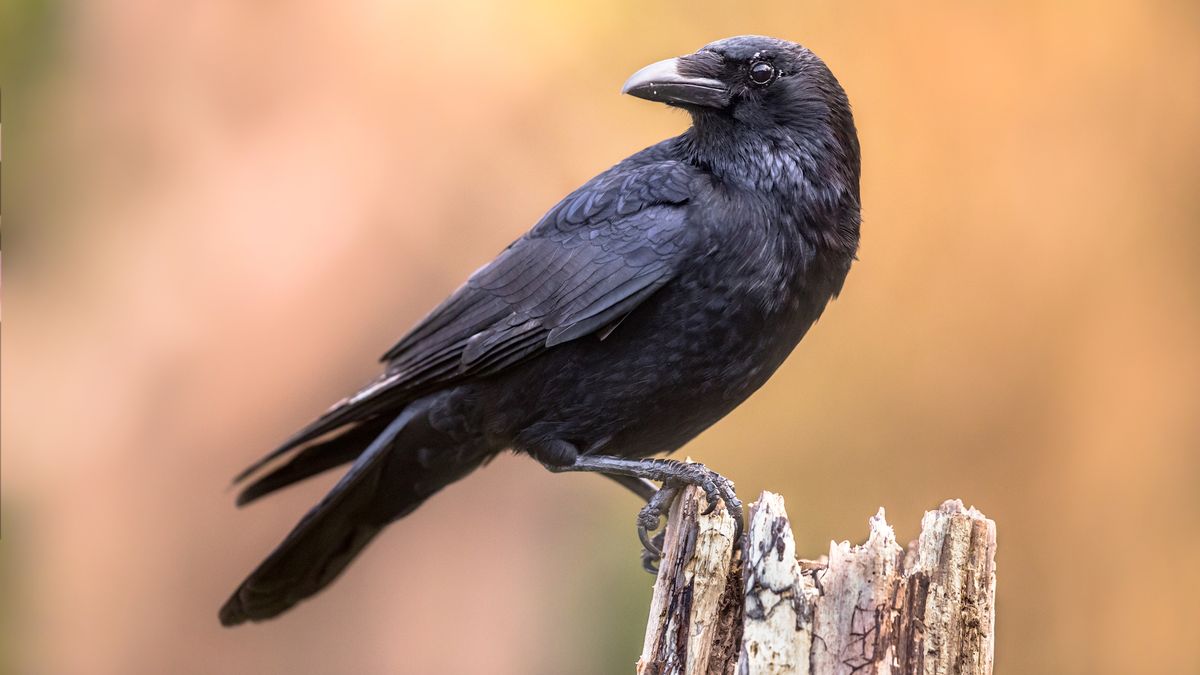 Featured image for Crows Can Count Out Loud and Plan Their Calls, Study Reveals