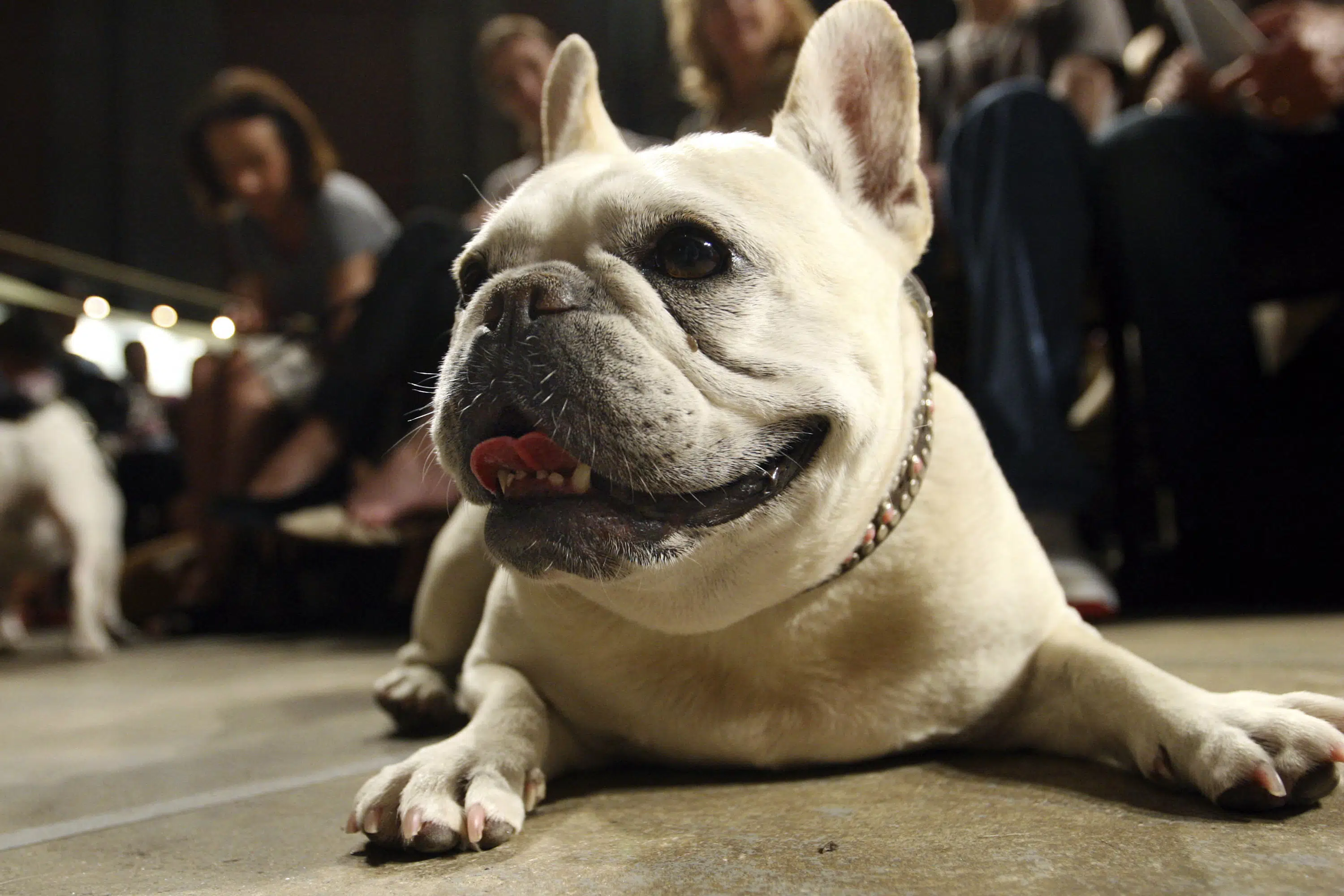 Featured image for French Bulldog Takes Top Spot as Most Popular Dog Breed in the US