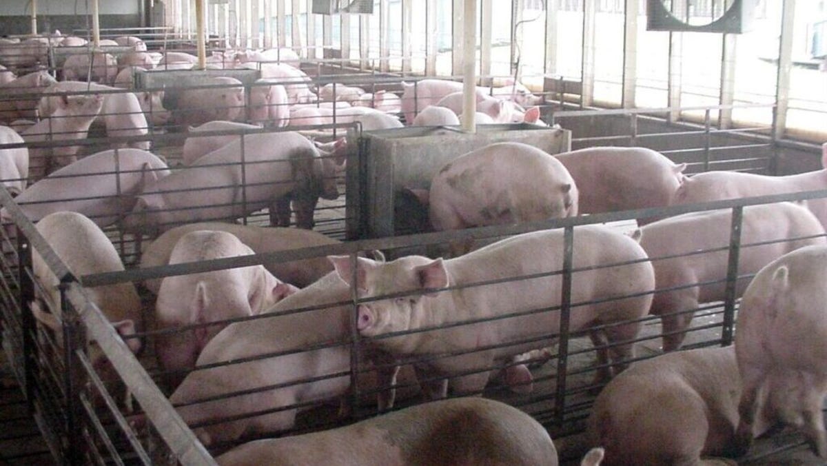 "The Agricultural-Alcohol Connection: Iowa's Cancer Crisis"