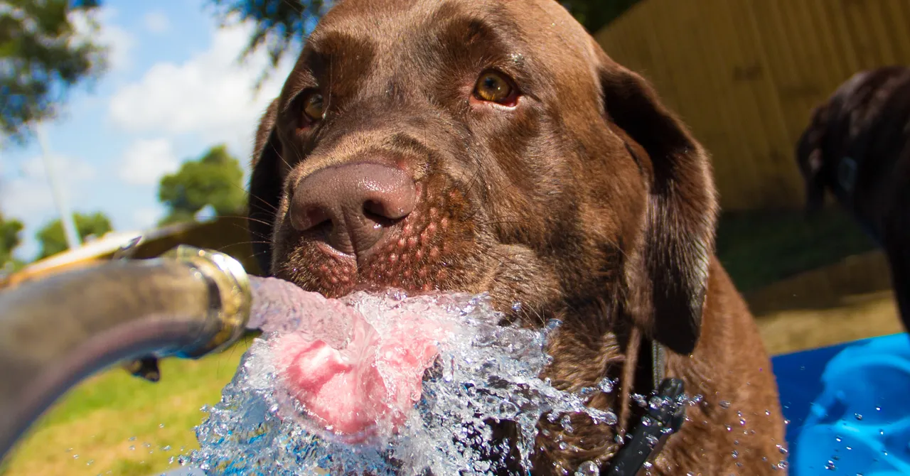 Featured image for Understanding Thirst: Causes and Significance