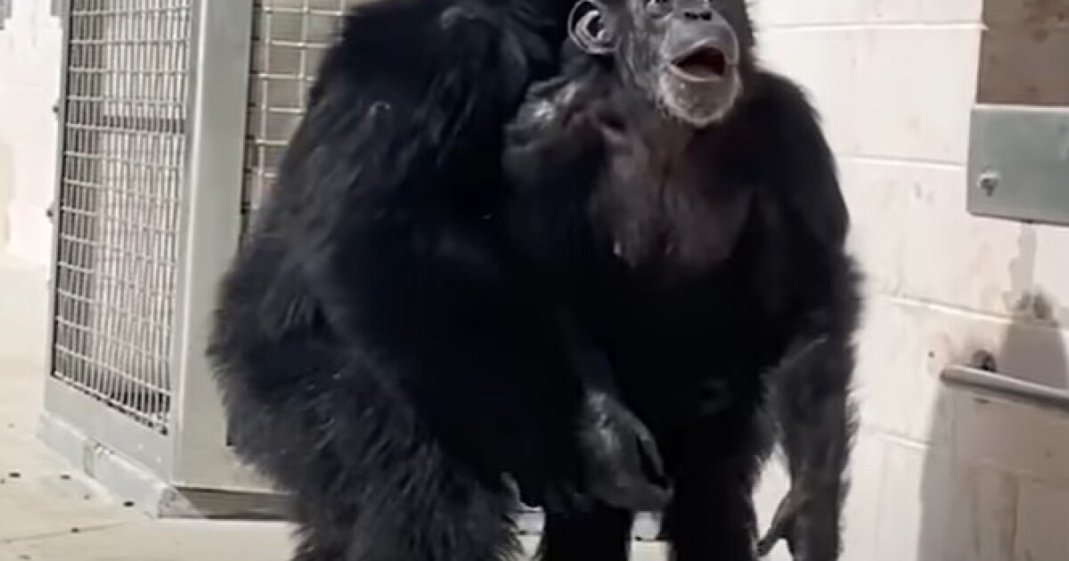 Featured image for Chimpanzee's Joyful Liberation: Witnessing the Sky After 28 Years