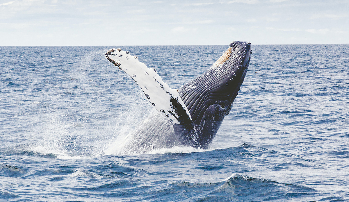 Featured image for Whaling's Impact on Genetic Diversity Revealed in Study